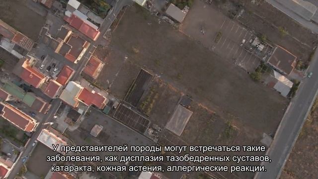 Ирландский мягкошерстный пшеничный терьер