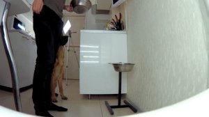 Учим собаку есть по команде.