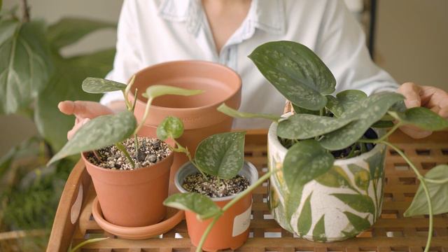 Repot Sessions: Scindapsus Pictus or Satin Pothos | Repot for a fuller plant смотреть онлайн