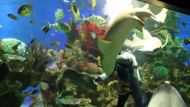 Океанариум. Шоу со скатом и акулами смотреть онлайн