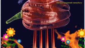 Перец острый Хабанеро Шоколадный. Краткий обзор, описание capsicum annuum Habanero Shokoladnyj