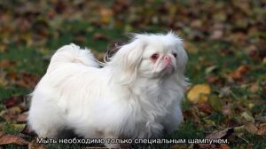 Пекинес (собака): характеристика карликовой породы