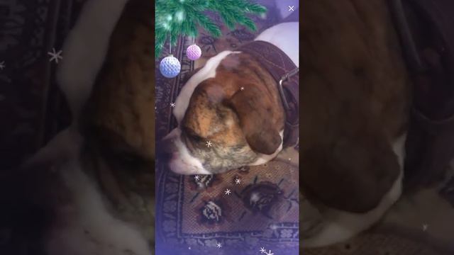 Американский Бульдог Ника и песня Зима Александр Курган#кургансаша смотреть онлайн