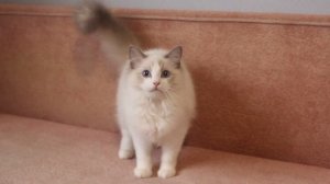 Снежок. Котик породы Ragdoll