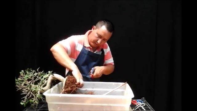 Ficus PANDA, Cambio de frente y maceta смотреть онлайн