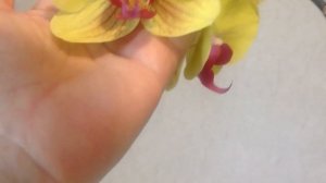 НАДО ЛИ ОБРЕЗАТЬ ЦВЕТОНОСЫ У ОРХИДЕИ ПОСЛЕ ЦВЕТЕНИЯ ИЛИ НЕТ?