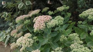 1. Арнольд Эрет. Целебная система бесслизистой диеты