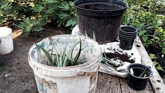 Как вырастить или размножить ананас смотреть онлайн