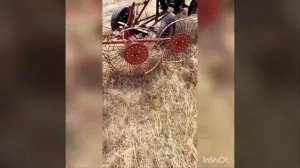 Собираем сено в ряды для тюкования граблями для мотоблока.