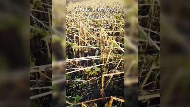 Русская Рулетка в сельском хозяйстве | ПАПАДОС