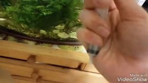 Как ухаживать за мальками моллинезий?