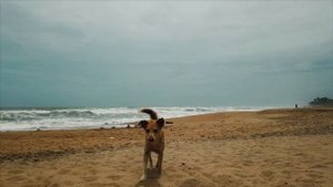 шри-ланка Калутара (Kalutara) Tangerine Beach Hotel