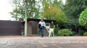 Дрессировка алабая,5 лет.С Вами Кинолог Севостьянова Наталья