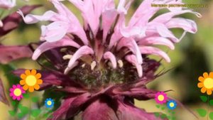 Монарда гибридная Бьюти Ов Кобэм. Краткий обзор, описание мonarda hybrida Beauty of Cobham