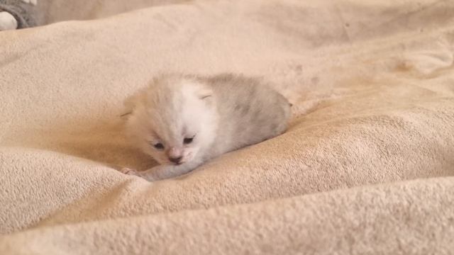 12 дней после рождения и Котенок уже открыл глазки и стал активный смотреть онлайн