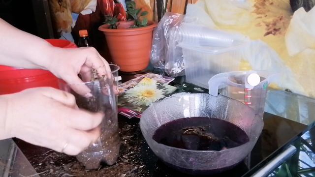 Шпаргалки про ромашку: как дома можно сажать и черенковать смотреть онлайн