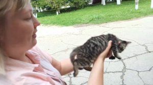 Бездомный котёнок нашел свой дом и семью