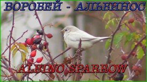 Воробей - Альбинос / Sparrow albino