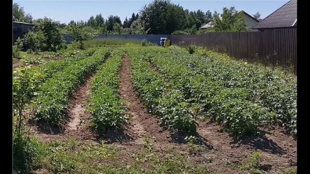 Мандариновые корочки, применение на дачном участке от колорадских жуков, тли, паутинного клеща. смотреть онлайн