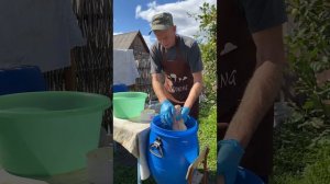 Засолка рульки