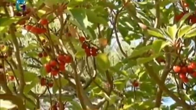 Земляничное дерево (Земляничник)
