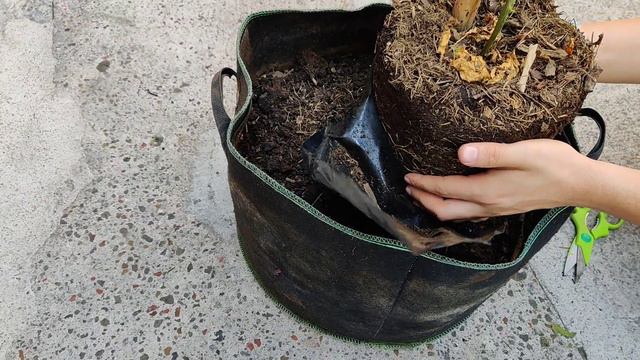 MARACUYÁ FRUTA DE LA PASIÓN: SIEMBRA CRECIMIENTO Y CUIDADO PARTE 1 смотреть онлайн