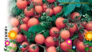 Томат Флорида Петит. Краткий обзор, описание характеристик, где купить семена solánum lycopérsicum