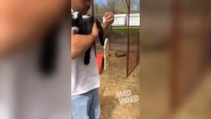 Я РЖАЛ ДО СЛЕЗ _ СМЕШНЫЕ ЖИВОТНЫЕ _ КОТЫ СОБАКИ И ПРОЧИЕ.mp4