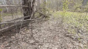 Коп в лесу и первые грибы