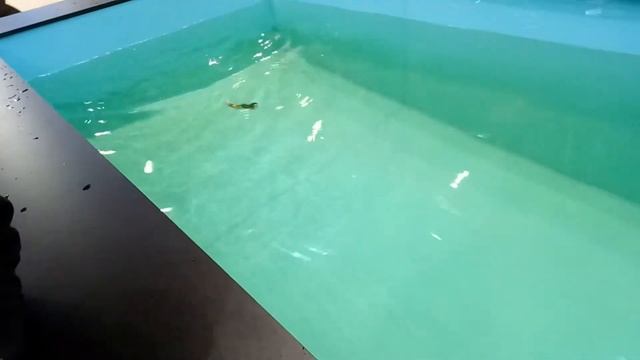 Rapala X-Rap Peto смотреть онлайн