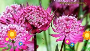 Астранция большая Рубра. Краткий обзор, описание характеристик astrantia major Rubra