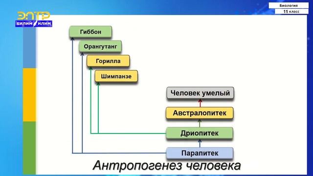 11-класс | Биология | Эволюция человека. Признаки сходства человека и животных