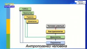 11-класс | Биология | Эволюция человека. Признаки сходства человека и животных