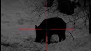 Охота на кабана с вышки. 308 калибр. CZ 557 Range Rifle 308 win. #охота #кабан #boarhunting #huntin