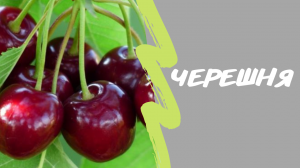 Весенняя обрезка черешни?. Сорта : Ипуть, Ревна.