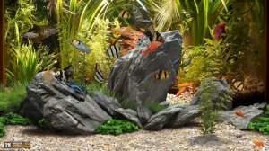 ★ Dream Aquarium ★ UHD Screensaver ★ 10 FishTanks ★ 60fps ★