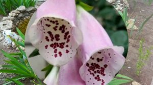 МНОГОЛЕТНИЕ ЦВЕТЫ НА ДАЧЕ ФОТО И НАЗВАНИЯ