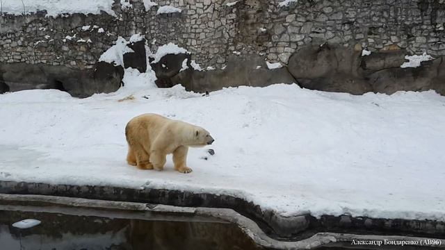 Белый медведь в Московском зоопарке смотреть онлайн