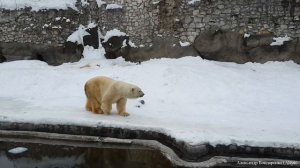 Белый медведь в Московском зоопарке