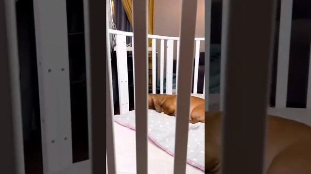 Где упала там и спит? #топ #семья #рекомендации #животные #жизнь #собаки #собака #такса #лайк смотреть онлайн