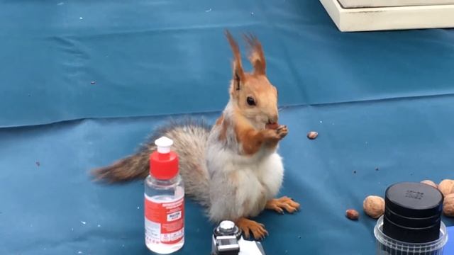 Белка грызёт орешки смотреть онлайн