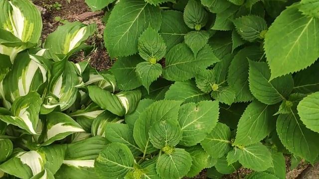 Крупнолистные гортензии заложили десятки бутонов ???? и в горшках,и в открытом грунте смотреть онлайн