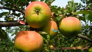 Яблоня средний Орловим (malus orlovim) ? яблоня Орловим обзор: как сажать саженцы яблони Орловим