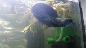 размножение  рыбок Гурами