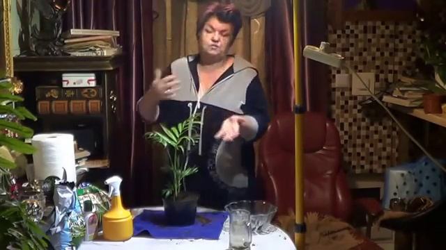 пальмы, хамедорея. ПЕРЕСАДКА, ПОДКОРМКИ, ПОЛИВ, МЕСТО СОДЕРЖАНИЯ