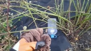 Ежевика # Как пригнуть побеги ежевики? # Убирать ли листья?