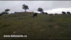 Гиссарские Овцы Таджикистана , выдержки из Книги Гиссароводство