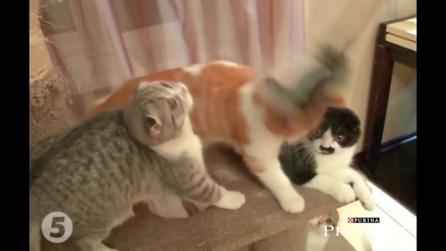 Шотландская вислоухая кошка – все о породе кошек – Purina Pro Plan Ukraine смотреть онлайн
