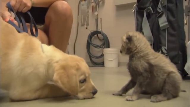 Вот зачем щенков бросают в клетки с гепардами! смотреть онлайн