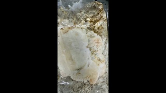 Ежовик гребенчатый.Полный цикл выращивания на покупном субстрате .